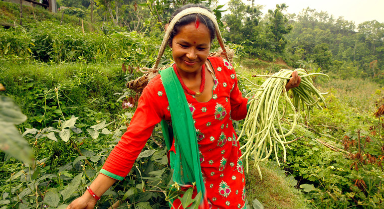 International Day honours rural women’s critical role in feeding the world | UN News – SDGs