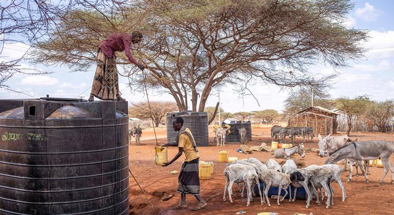 FAO launches $138 million plan to avert hunger crisis in Horn of Africa | UN News – SDGs