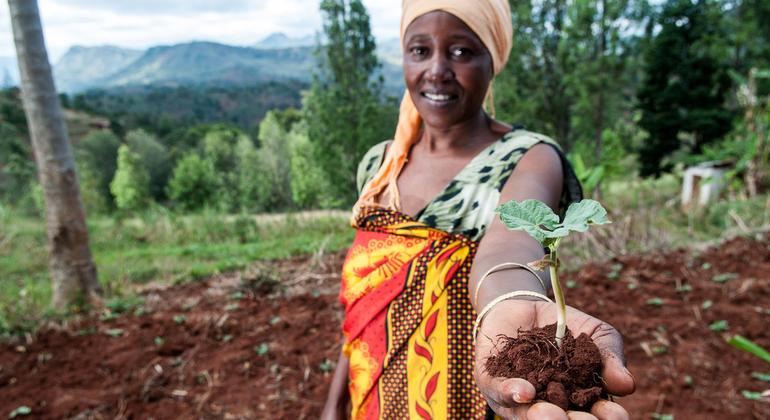 UN spotlights plant health, crucial for boosting food security worldwide | UN News – SDGs