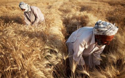 Major fall in global food prices for July, but future supply worries remain | UN News – SDGs