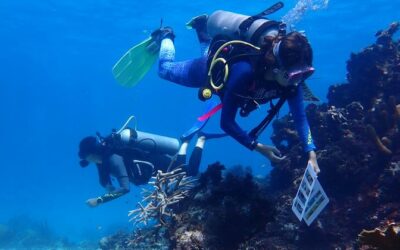 Women lead marine restoration efforts in the UNESCO Seaflower Biosphere Reserve | UN News – SDGs