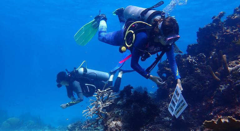 Women lead marine restoration efforts in the UNESCO Seaflower Biosphere Reserve | UN News – SDGs
