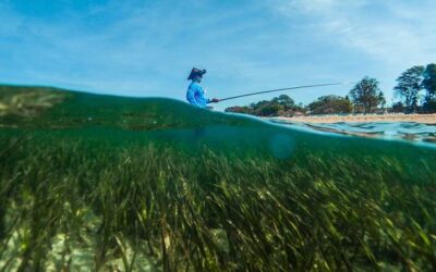 First-ever World Seagrass Day focuses on conservation | UN News – Global perspective Human stories