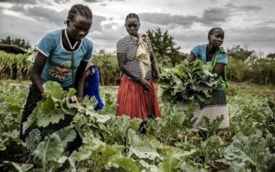 LDC5: UN conference weighs building resilient agrifood systems in the face of risk and uncertainty | UN News – Global perspective Human stories