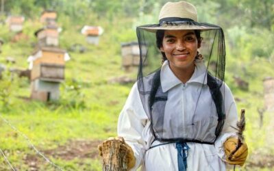 Plenty abuzz on World Bee Day | UN News – Global perspective Human stories