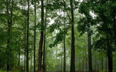 UN Forum on Forests: 5 things you need to know | UN News – Global perspective Human stories