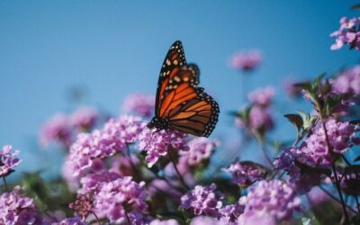 Biodiversity Day: Protecting humanity’s ‘life-support system’ | UN News – Global perspective Human stories