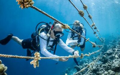 From the Field: Boosting ocean literacy | UN News – Global perspective Human stories