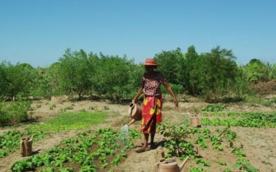 From seeds to solar power in Madagascar: A UN Resident Coordinator blog | UN News – Global perspective Human stories