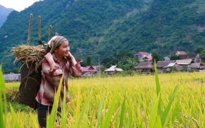 INTERVIEW: Food systems contribute to solving ‘world’s most important challenges’ | UN News – Global perspective Human stories
