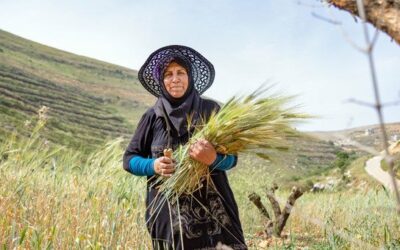FAO report reveals hidden costs of agrifood systems | UN News – Global perspective Human stories