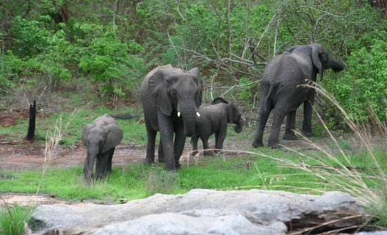 World’s diverse biospheres ‘making peace with the natural world’ | UN News – Global perspective Human stories