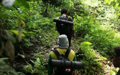Achieving sustainable forest management remains UN forum’s goal | UN News – Global perspective Human stories