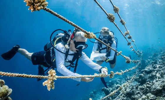 World Oceans Day event highlights immediate action to protect oceans | UN News – Global perspective Human stories