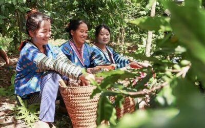 Farmers cultivate an opium-free future for Laos | UN News – Global perspective Human stories