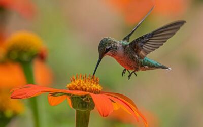 Balancing biodiversity at global UN summit in Colombia | UN News – Global perspective Human stories