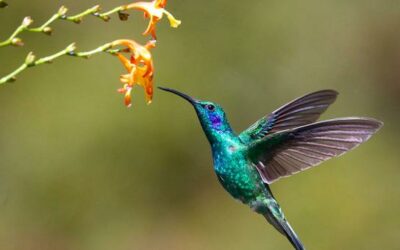 The latest UN biodiversity summit opens in Colombia; here’s what’s at stake | UN News – Global perspective Human stories