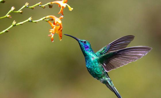 The latest UN biodiversity summit opens in Colombia; here’s what’s at stake | UN News – Global perspective Human stories