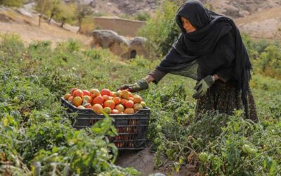 Afghanistan’s socioeconomic crisis deepens amid crackdown on women’s rights | UN News – Global perspective Human stories