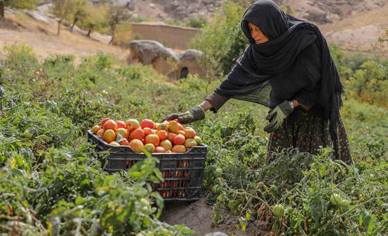 Afghanistan’s socioeconomic crisis deepens amid crackdown on women’s rights | UN News – Global perspective Human stories