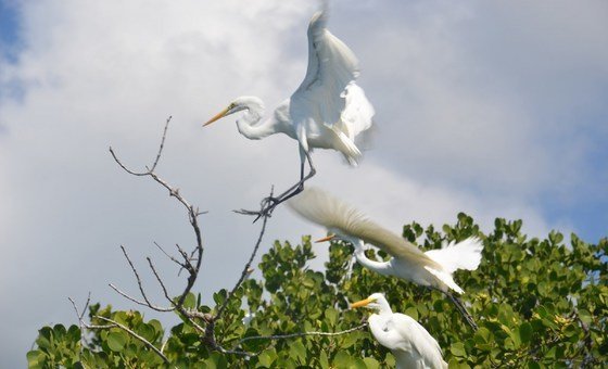 UNESCO gives sustainable development a boost; designates 24 new biosphere reserves | UN News – Global perspective Human stories