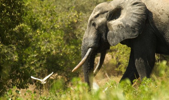 ‘Lots of good news’ but much more needs to be done for the planet, says UN environment chief | UN News – Global perspective Human stories