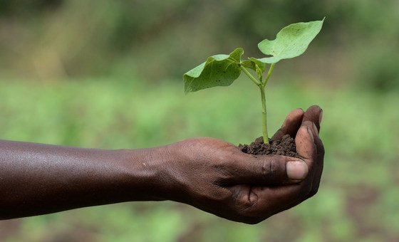 Slight decrease in global hunger as inequalities widen, UN report reveals | UN News – Global perspective Human stories