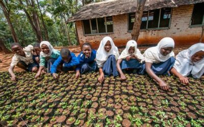 From diamonds to dirt: Sierra Leone youth bring land back to life | UN News – Global perspective Human stories